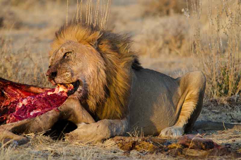 103 - Namibia - leones comiendo - parque nacional de Etosha
